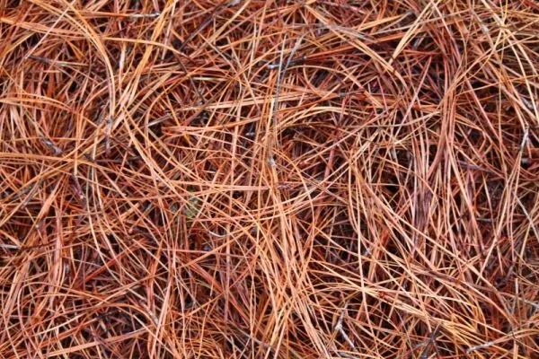 Long Needle Pine Straw