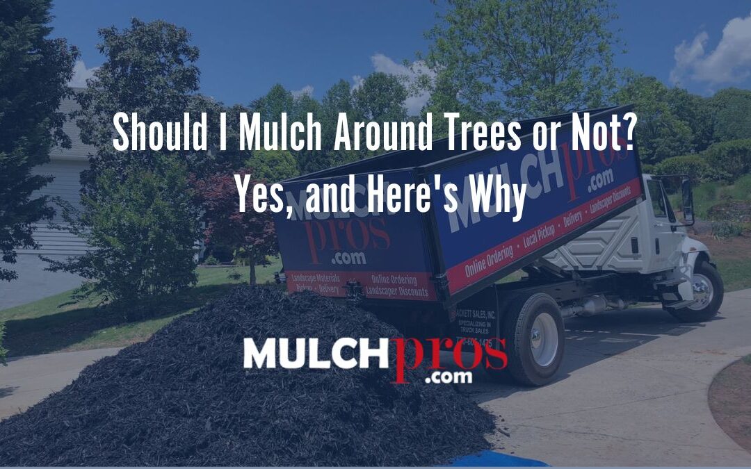 Should I Mulch Around Trees or Not? Yes, and Here’s Why