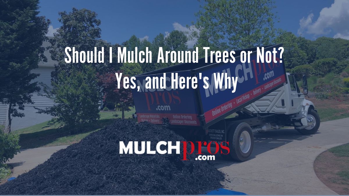 Should I Mulch Around Trees or Not? Yes, and Here's Why