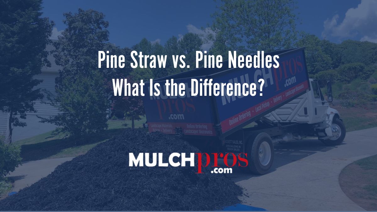 Pine Straw vs. Pine Needles: What Is the Difference?
