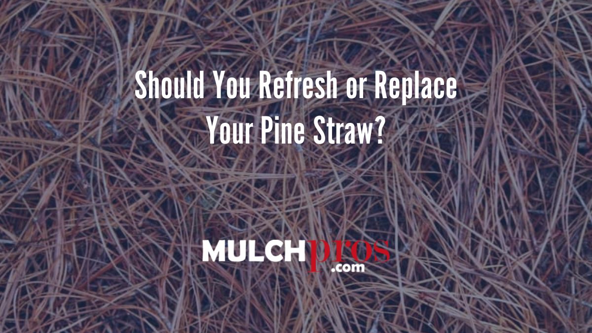 Should You Refresh or Replace Your Pine Straw?