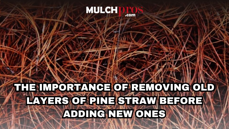The Importance of Removing Old Layers of Pine Straw Before Adding New Ones